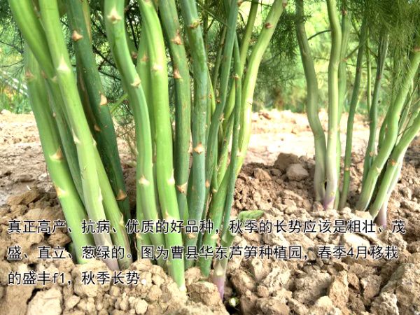 2016.12.22——不同品種產(chǎn)量與長勢(shì)的差別巨大