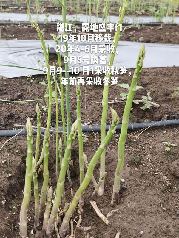 去年10月種植，現(xiàn)在開始第二次采收