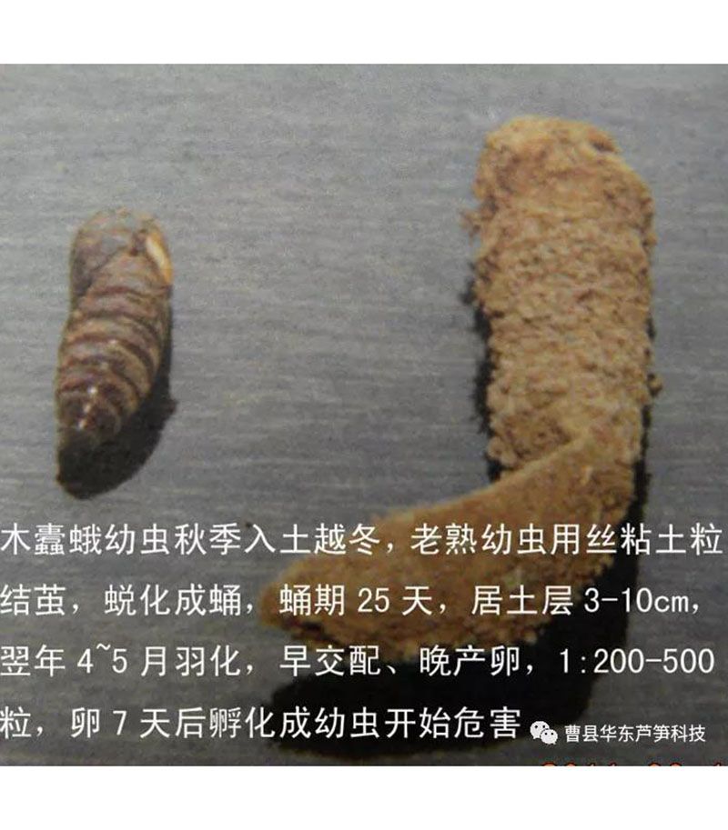 2020跟我學(xué)種蘆筍-17：3~5~7月蘆筍布袋蟲的防治