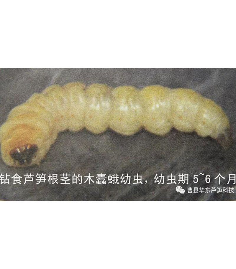 2020跟我學(xué)種蘆筍-17：3~5~7月蘆筍布袋蟲的防治