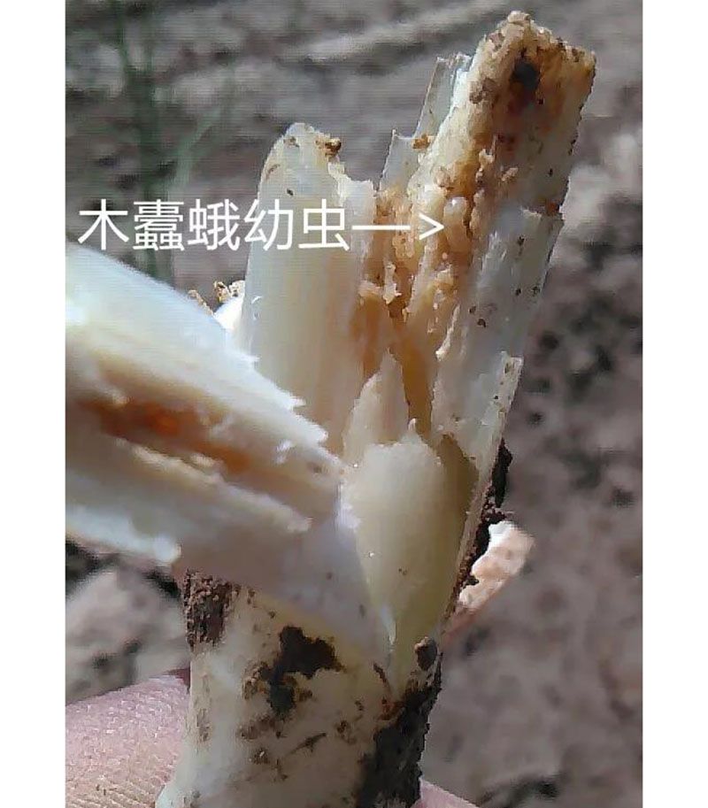 2020跟我學(xué)種蘆筍-17：3~5~7月蘆筍布袋蟲的防治