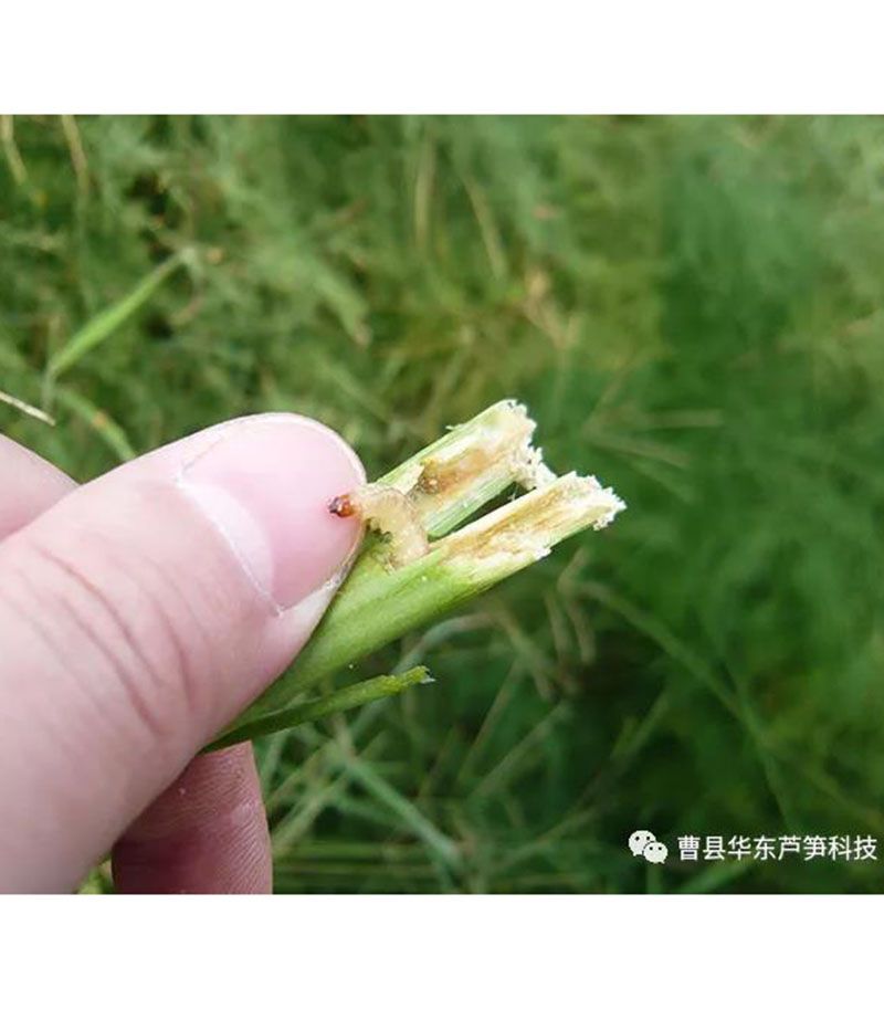 2020跟我學(xué)種蘆筍-17：3~5~7月蘆筍布袋蟲的防治