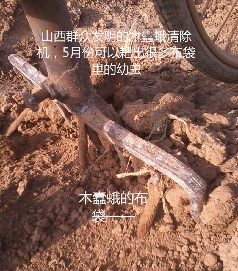 2020跟我學(xué)種蘆筍-17：3~5~7月蘆筍布袋蟲的防治