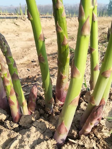 蘆筍種植的詳細(xì)介紹！