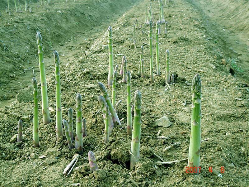 蘆筍種子的種植方法和時(shí)間？